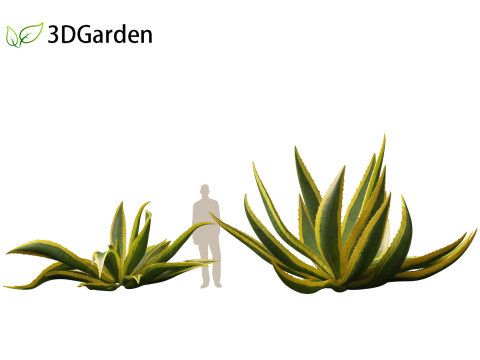 Agave Americana - The Century Plant Model 3D