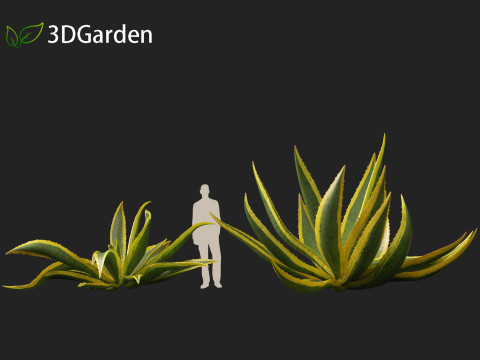 Agave Americana - The Century Plant Model 3D