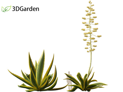 Agave Americana - The Century Plant Model 3D