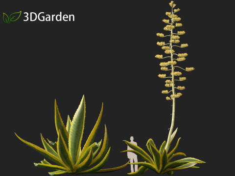 Agave Americana - The Century Plant Model 3D