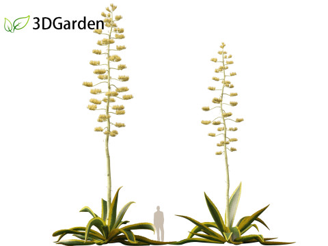 Agave Americana - The Century Plant Model 3D