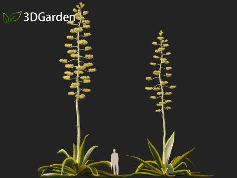 Agave Americana - The Century Plant Model 3D