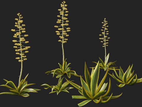 Agave Americana - The Century Plant Model 3D
