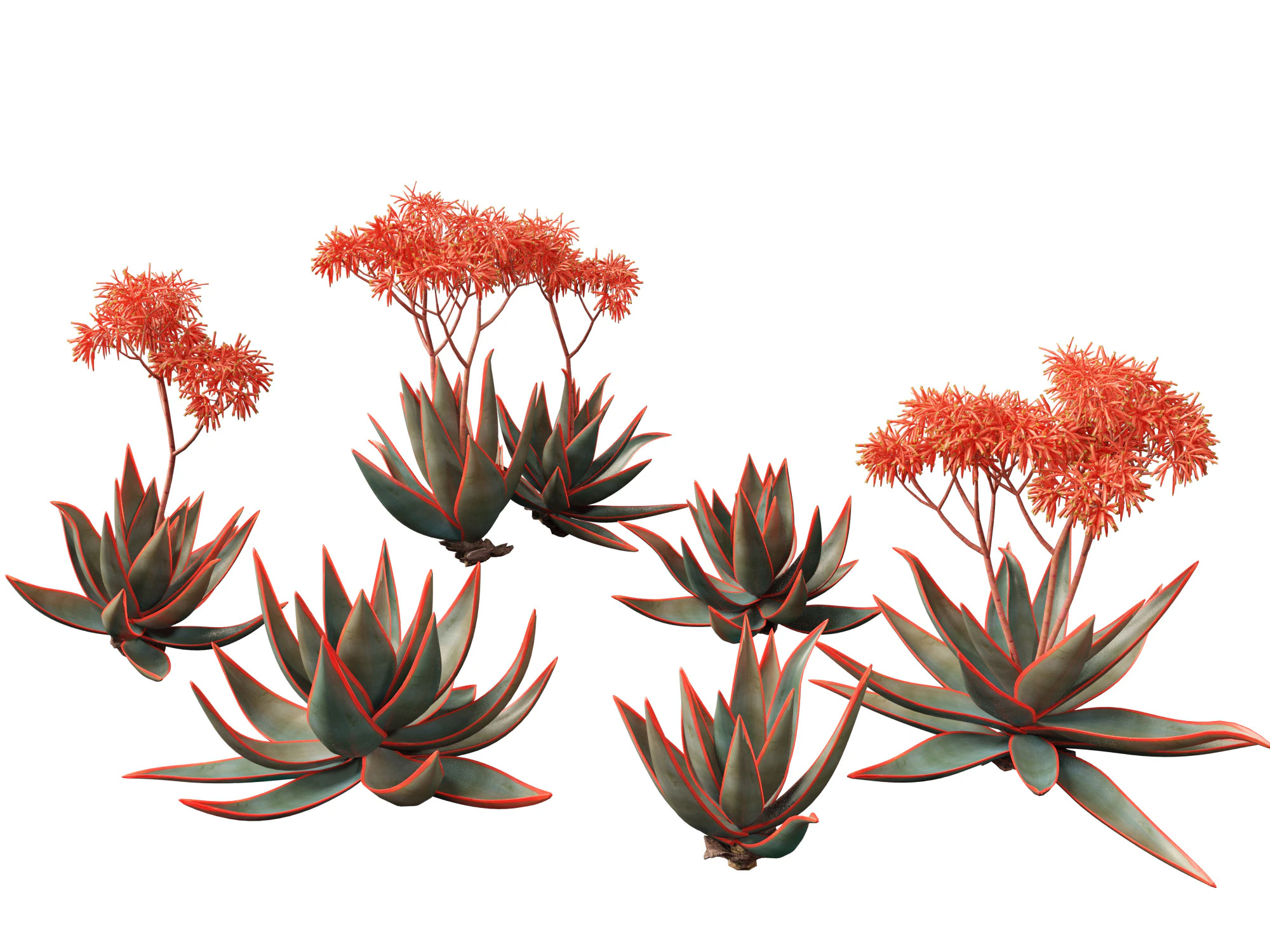 Aloe striata - coral aloe 3D Model .c4d .max .obj .3ds .fbx .stl .blend 
