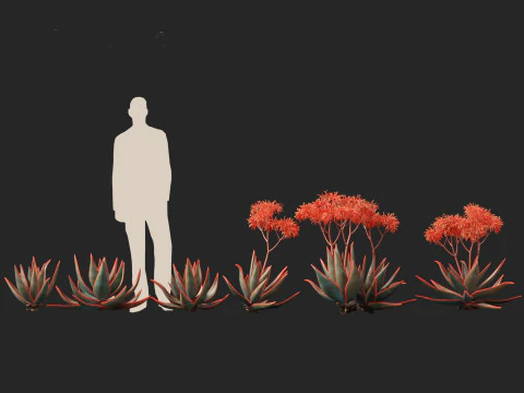 Aloe striata - coral aloe 3D Model
