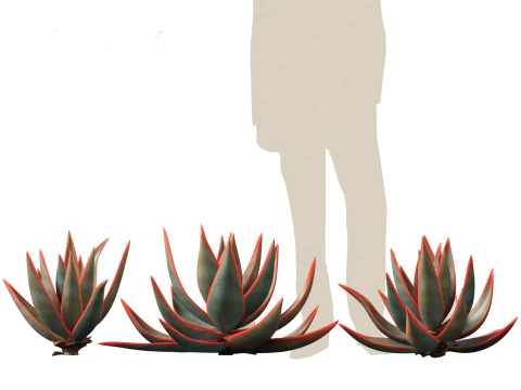 Aloe striata - coral aloe 3D Model