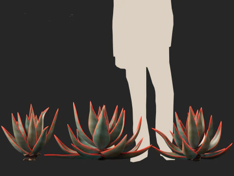 Aloe striata - coral aloe 3D Model