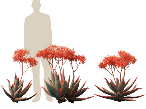 Aloe striata - coral aloe 3D Model