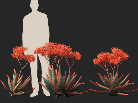 Aloe striata - coral aloe 3D Model