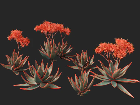 Aloe striata - coral aloe 3D Model