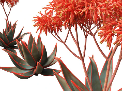 Aloe striata - coral aloe 3D Model