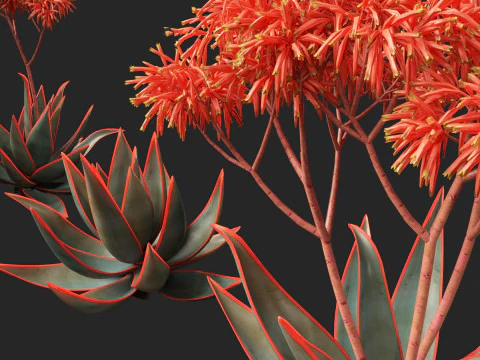 Aloe striata - coral aloe 3D Model