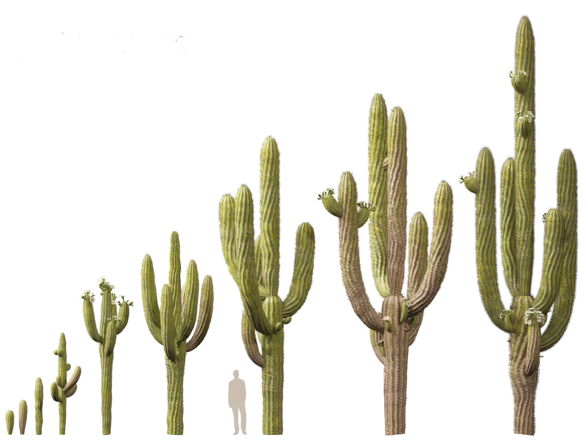 Carnegiea gigantea Giant Saguaro 3D Model .c4d .max .obj .3ds .fbx .stl .blend 