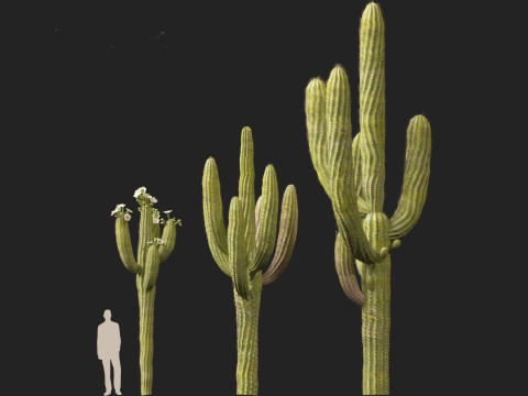 Carnegiea gigantea Giant Saguaro 3D Modell