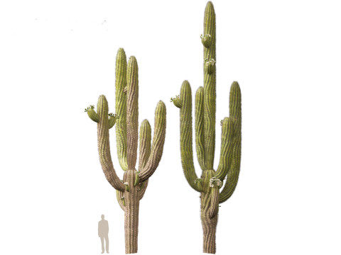 Carnegiea gigantea Giant Saguaro 3D Modell