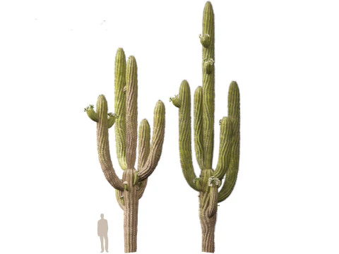Carnegiea gigantea Giant Saguaro 3D Model