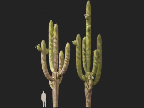 Carnegiea gigantea Giant Saguaro 3D Modell
