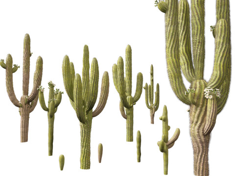 Carnegiea gigantea Giant Saguaro 3D Modell