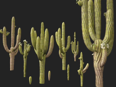 Carnegiea gigantea Giant Saguaro 3D Model