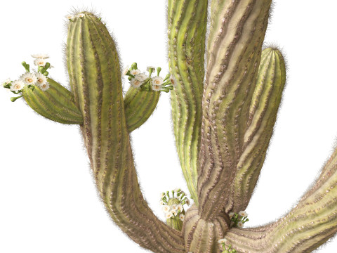 Carnegiea gigantea Giant Saguaro 3D Modell