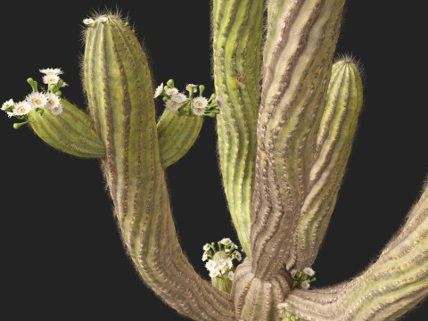 Carnegiea gigantea Giant Saguaro 3D Modell