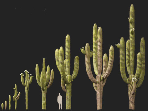 Carnegiea gigantea Giant Saguaro 3D Modell