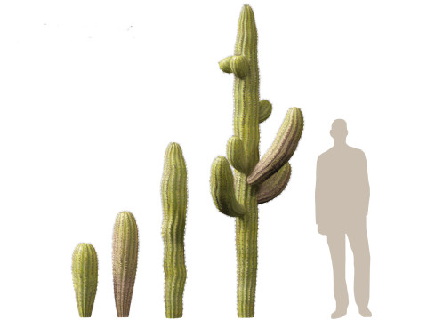 Carnegiea gigantea Giant Saguaro 3D Modell