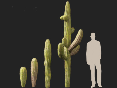 Carnegiea gigantea Giant Saguaro 3D Modell