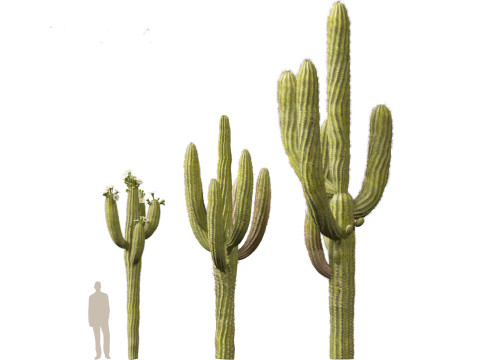 Carnegiea gigantea Giant Saguaro 3D Modell