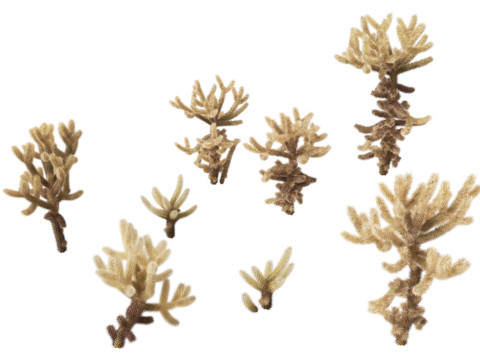Cylindropuntia bigelovii - the teddy-bear cholla 3D 모델
