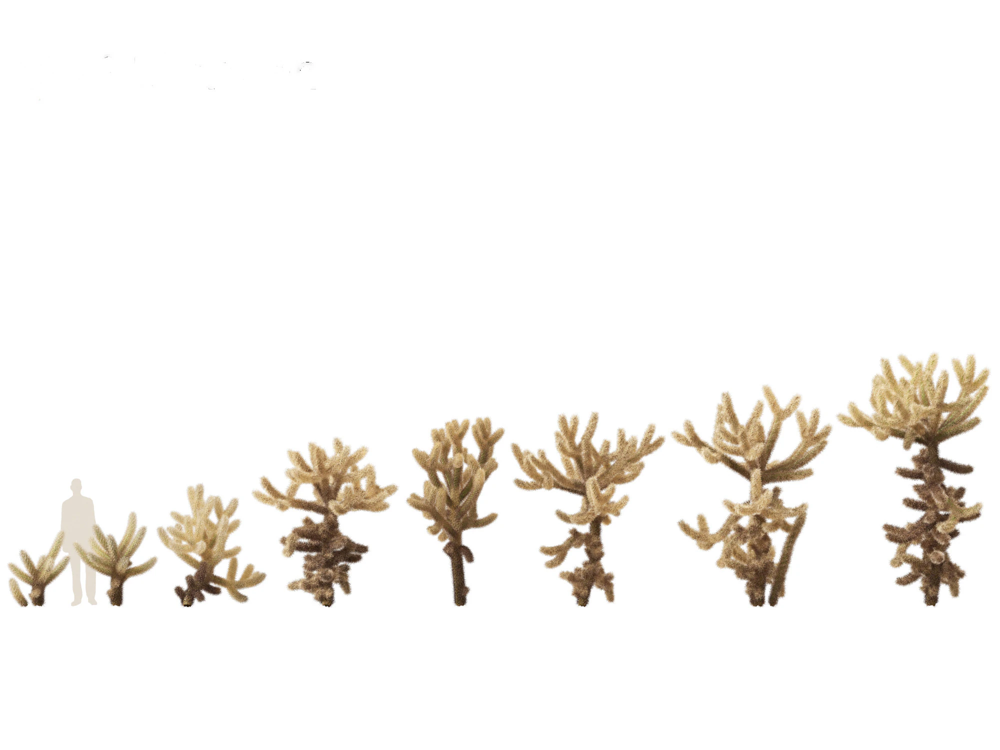 Cylindropuntia bigelovii - the teddy-bear cholla 3D Model .c4d .max .obj .3ds .fbx .stl .blend