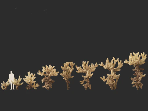 Cylindropuntia bigelovii - the teddy-bear cholla 3D Model