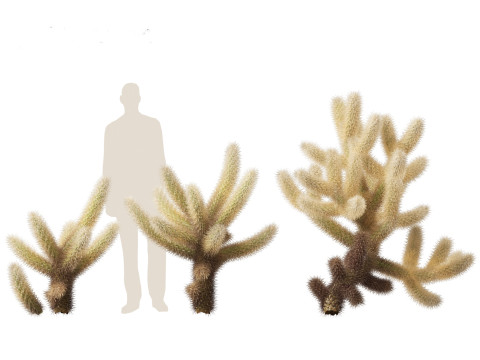 Cylindropuntia bigelovii - the teddy-bear cholla 3D 모델
