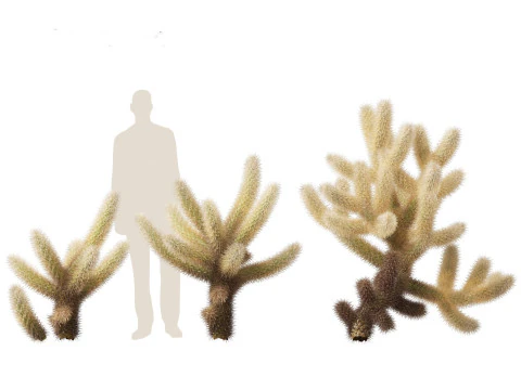 Cylindropuntia bigelovii - the teddy-bear cholla 3D Model