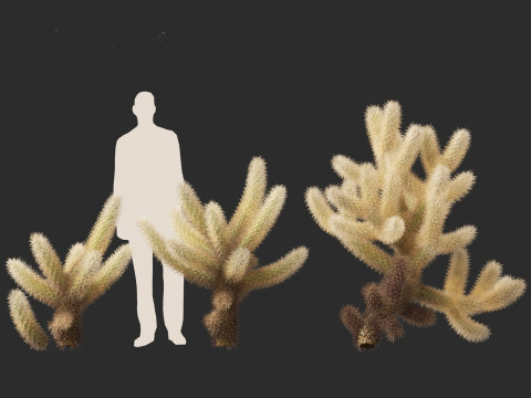 Cylindropuntia bigelovii - the teddy-bear cholla 3D 모델