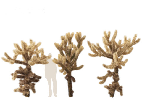 Cylindropuntia bigelovii - the teddy-bear cholla 3D 모델