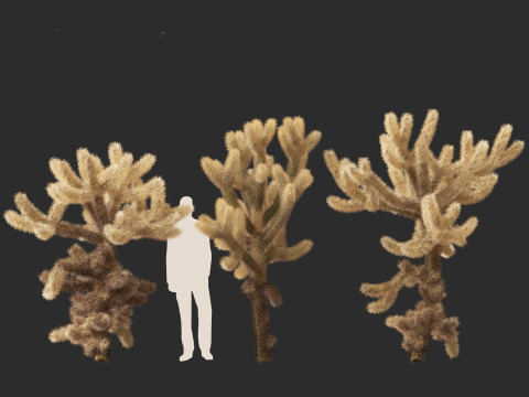 Cylindropuntia bigelovii - the teddy-bear cholla 3D 모델