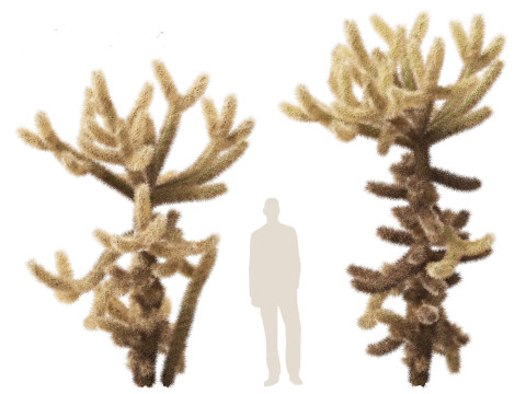 Cylindropuntia bigelovii - the teddy-bear cholla 3D 모델
