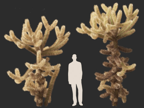 Cylindropuntia bigelovii - the teddy-bear cholla 3D 모델