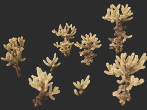 Cylindropuntia bigelovii - the teddy-bear cholla 3D Model