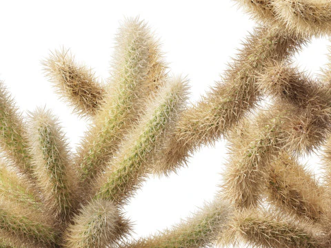 Cylindropuntia bigelovii - the teddy-bear cholla 3D Model