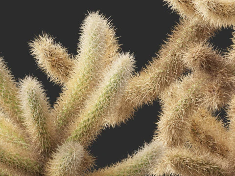 Cylindropuntia bigelovii - the teddy-bear cholla 3D Model