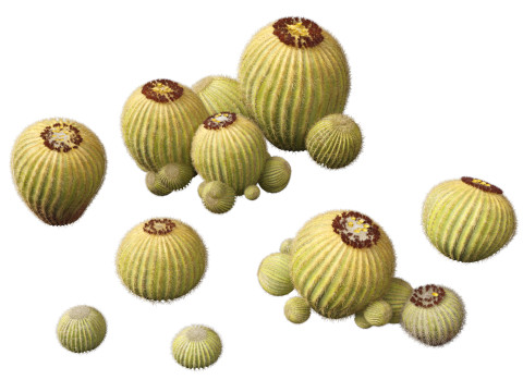 Echinocactus grusonii Golden Barrell Cactus HighPoly And LowPoly Included 3D Model
