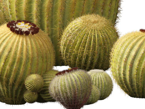 Echinocactus grusonii Golden Barrel Cactus High Poly und Low Poly enthalten 3D Modell