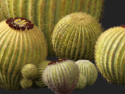 Echinocactus grusonii Golden Barrel Cactus High Poly und Low Poly enthalten 3D Modell