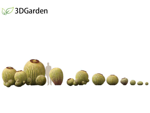 Echinocactus grusonii Golden Barrel Cactus High Poly und Low Poly enthalten 3D Modell