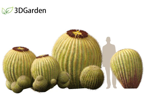 Echinocactus grusonii Golden Barrel Cactus High Poly und Low Poly enthalten 3D Modell