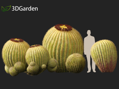 Echinocactus grusonii Golden Barrell Cactus HighPoly And LowPoly Included 3D Модель