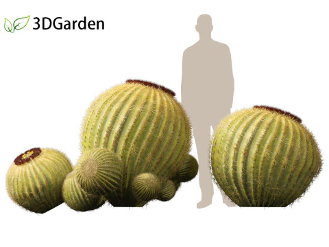 Echinocactus grusonii Golden Barrel Cactus High Poly und Low Poly enthalten 3D Modell