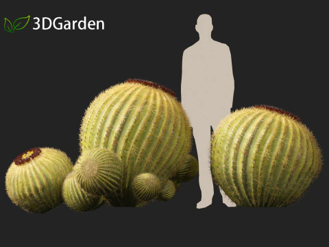Echinocactus grusonii Golden Barrel Cactus High Poly und Low Poly enthalten 3D Modell